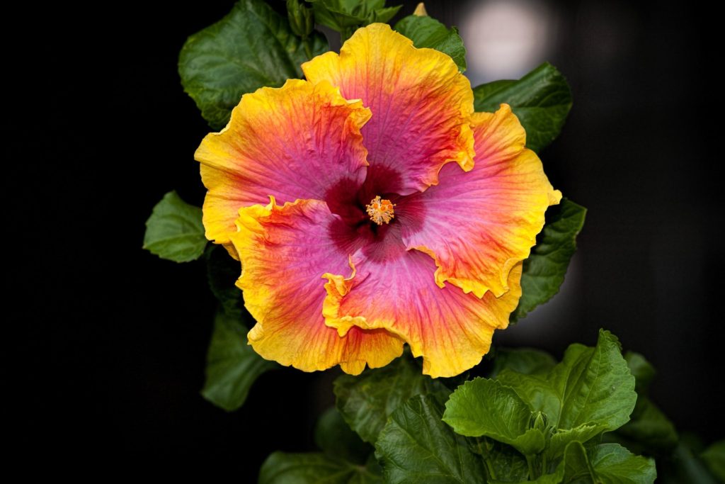One of our feature flowers for our March General Meeting -Hibiscus.  Our other feature flower is Dahlia.